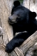 Kragenbaer, ursus thibetanus, asian black bear
