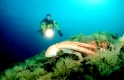 Gemeiner Krake und Taucher, Oktopus, Octopus and scuba diver, Octopus vulgaris