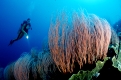 Taucher und Korallenriff, Papua Neu Guinea, New Britain|Scuba diver and coral reef, Papua New Guinea, New Britain