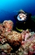 Echter Steinfisch und Taucher, Reef stonefish and Scuba diver, Synanceia verrucosa
