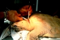 Tierarzt operiert Meeresschildkroete die einen Angelhaken verschluckt hat (ehrenamtlich).
Sizilien, Italien
Karettschildkroete