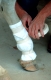 Tierarzt, Tieraerztin bei der Arbeit
Verbinden eines Pferdehufes
Bandagieren