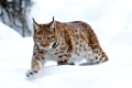 Karpaten-Luchs (Lynx lynx carpathicus)