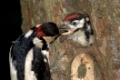 Buntspecht, Maennchen fuettert Jungvogel, Dendrocopos major, Great spotted woodpecker, male, feeding, young