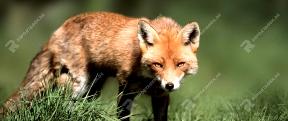 Red Fox   /   (Vulpes vulpes)   /   Rotfuchs