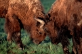 Bison, kaempfende Bullen
Sparring Males, kaempfende Bullen
Yellowstone, USA