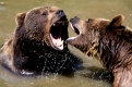 European Brown Bears, quarreling   /   (Ursus arctos)   /   Europaeische Braunbaeren, streiten sich