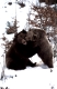 European Brown Bears, pair   /   (Ursus arctos)   /   Europaeische Braunbaeren, Paar