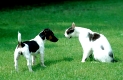 Junger Jack Russel Terrier und Hauskatze