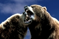 Kodiak Bears, fighting   /  (Ursus arctos middendorffii)   /  Kodiakbaeren, kaempfend