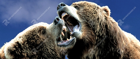 Kodiak Bears, fighting   /  (Ursus arctos middendorffii)   /  Kodiakbaeren, kaempfend