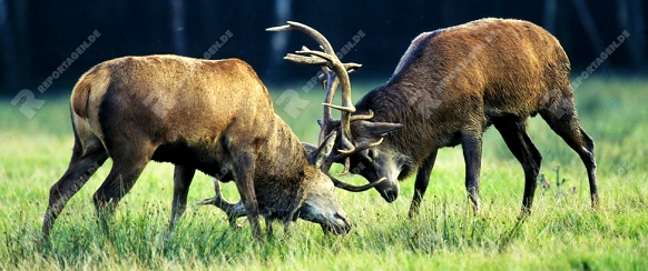 Red Deer, males, fighting   /   (Cervus elaphus)   /  Rothirsche, maennlich, kaempfend