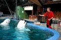 Belugawale und Mensch bei der Fuetterung
Zoo Duisburg