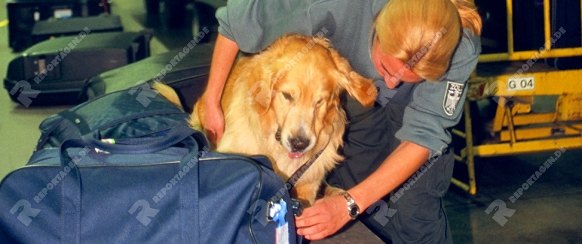 Drogen-Spuerhund beim deutschen Zoll

Arbeit am Flughafen, Abfertigung

Routinekontrolle nach Rauschgiften