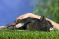 Mini Pig, 3 month, being stroked / Mini-Schwein, 3 Monate wird gestreichelt / Schwein, Schweine, Zwergschwein, Minischweinchen