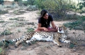 Gepard, Cheetah, Acinonyx jubatus, Afrika, Africa