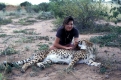 Gepard, Cheetah, Acinonyx jubatus, Afrika, Africa