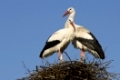 Weissstorch (Ciconia ciconia), White Stork, Nest, Paar,  Kulturfolger, Geburt, Baby, Klapperstorch, Vogel, Vogelzug, Zugvogel, zwei