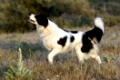 Hund; griechischer Hirtenhund