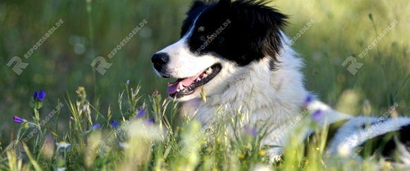 Hund; griechischer Hirtenhund