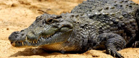 Nilkrokodil, Crocodylus niloticus, Heilige Krokodile von Bazoule, Burkina Faso / Nile crocodile, Crocodylus niloticus, Sacred Crocodiles of Bazoulé, Burkina Faso