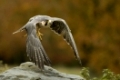 Wanderfalke, Falcon peregrinus, Peregrine, Raptor, Bird of Pray, Greifvogel, Falke, Europe, Europe