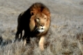 Afrikanischer Loewe, African Lion, Panthera Leo, Afrika, Africa