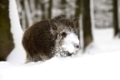 Wildschwein (Sus scrofa) im Winter, Vulkaneifel, Rheinland-Pfalz, Deutschland, Europa