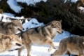 Europäischer Wolf ,(Canis lupus, European grey wolf