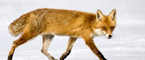 Fuchs (Vulpes vulpes) sucht Beute im Winter auf dem Eis eines Sees, Rotfuchs, Mueritz Nationalpark, 