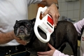 Französische Bulldogge beim Tierarzt. Mikrochip ablesen. Microchip Lesegerät