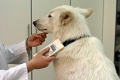 Weisser Schweizer Schäferhund beim Tierarzt. Mikrochip ablesen