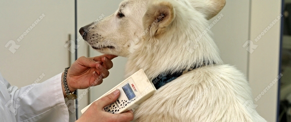Weisser Schweizer Schäferhund beim Tierarzt. Mikrochip ablesen