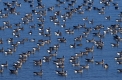 Blaessgans, anser albifrons, white fronted goose, europe, bird migration, vogelzug