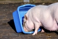 Haengebauchschweine / Pot-Bellied Pigs