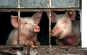 Hausschweine, schauen aus dem Stall
Deutschland