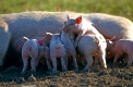 Hausschweine, Ferkel
pig, pigs, piglet