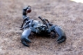 SÃ¼dafrikanischer Dickschwanzskorpion (Parabuthus transvaalicus)