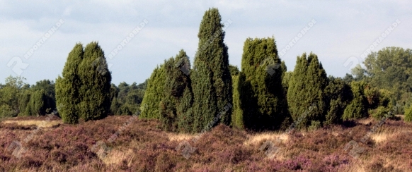 Gemeiner Wachholder (Juniperus communis) - Common Juniper