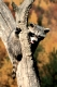 Young Raccoon   /   (Procyon lotor)   /   Junger Waschbaer