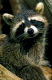 Young Raccoon
Junger Waschbär
Procyon lotor