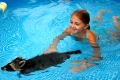 Schäferhündin zieht Waschbären auf. Junger Waschbär
schwimmt im Schwimmbad mit Franziska.