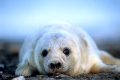 Jungtier eine Woche alt, one week old cub
Kegelrobben grey seal 
 halychoerus grypus 
wattenmeer, nordsee, wadden sea