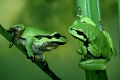 Laubfroesche   /   (Hyla arborea)   /   Tree Toads, Tree Frogs