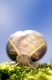 Edible Snail, Germany   /   (Helix pomatia)  /   Weinbergschnecke, Deutschland