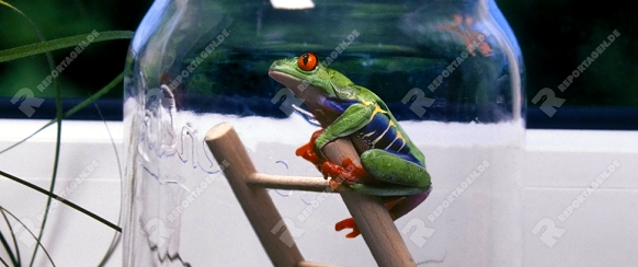 Rotaugenlaubfrosch auf Leiter in Glas   (Wetterfrosch)
