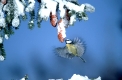 Blaumeise auf Futtersuche nach Zapfensamen
Unsere Singvögel wissen sich im Winter zu helfen!