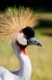 A photo of a  nice common crane( Grus Grus ) Posing placidly
