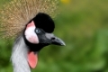 black crowned crane, Grauer Kronenkranich