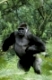 Western Gorilla, male, silverback   /   (Gorilla gorilla gorilla)   /   Westlicher Flachlandgorilla, maennlich, Silberruecken